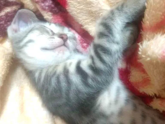 Gato ra a Misto idade Abaixo de 2 meses nome Filhote