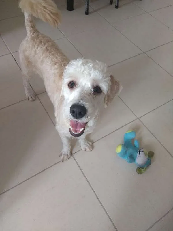 Cachorro ra a Podle idade 7 a 11 meses nome Thor