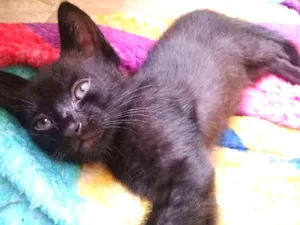 Gato raça  idade 2 a 6 meses nome Filhotes da Miu