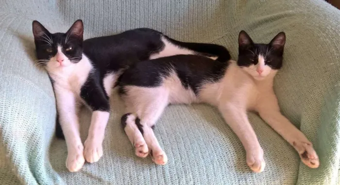 Gato ra a SRD idade 7 a 11 meses nome Lú e Leia