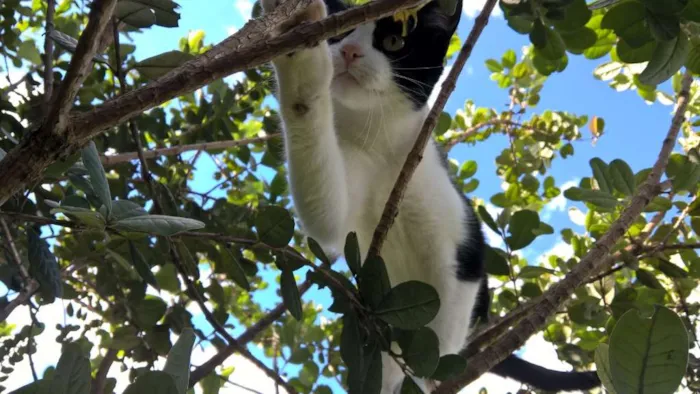 Gato ra a SRD idade 7 a 11 meses nome Lú e Leia