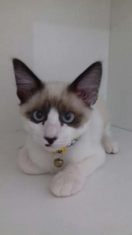 Gato ra a SRD idade 2 a 6 meses nome JORGE