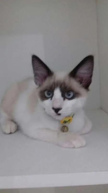 Gato ra a SRD idade 2 a 6 meses nome JORGE