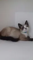 Pompom