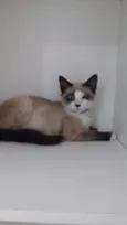 Pompom