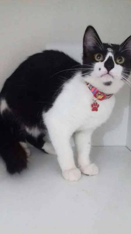 Gato ra a SRD idade 2 a 6 meses nome Pituca