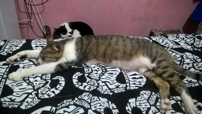 Gato ra a SRD idade 1 ano nome Mia