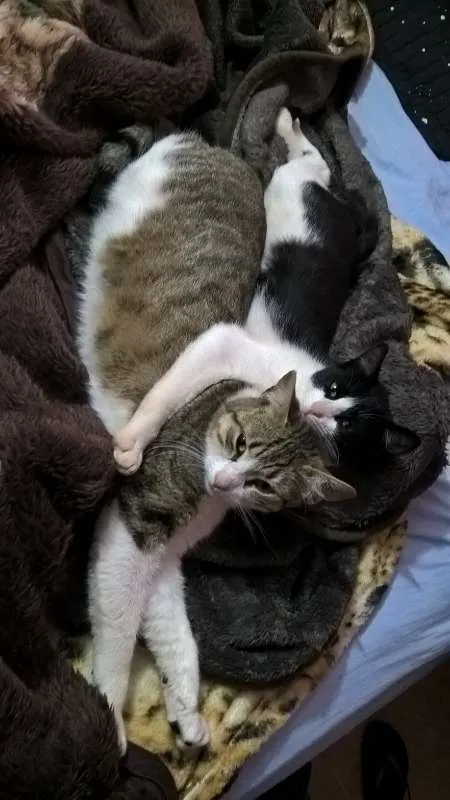 Gato ra a SRD idade 1 ano nome Mia