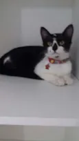 Pituca