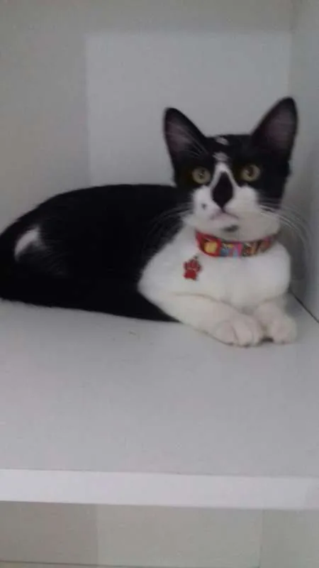 Gato ra a SRD idade 2 a 6 meses nome Pituca