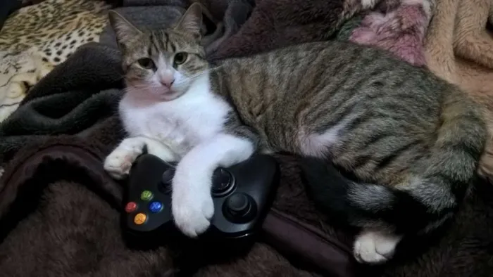 Gato ra a SRD idade 1 ano nome Mia