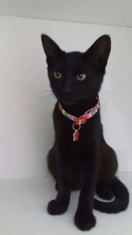 Gato ra a srd idade 2 a 6 meses nome Mimi