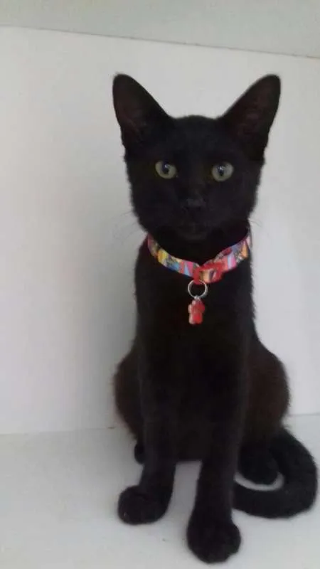 Gato ra a srd idade 2 a 6 meses nome Mimi