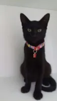 Mimi