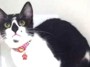 Gato raça SRD idade 2 a 6 meses nome Pituca