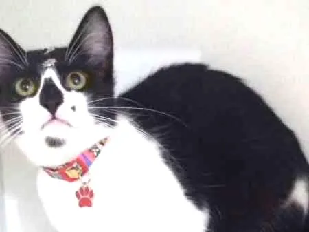 Gato ra a SRD idade 2 a 6 meses nome Pituca