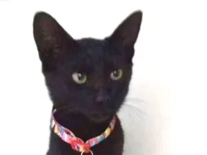 Gato raça srd idade 2 a 6 meses nome Mimi