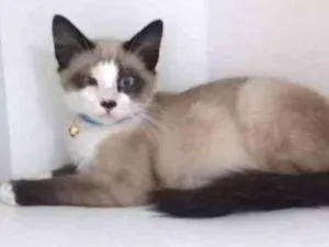 Gato raça SRD idade 2 a 6 meses nome Pompom