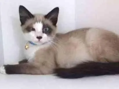 Gato ra a SRD idade 2 a 6 meses nome Pompom