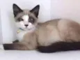 Pompom