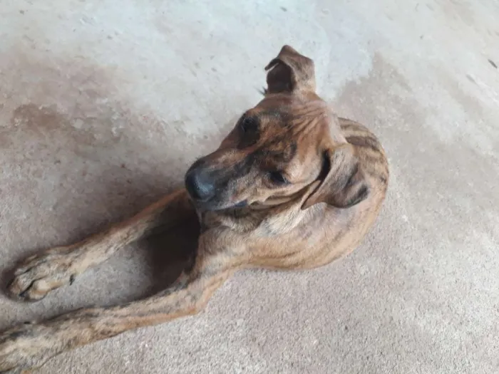 Cachorro ra a  idade 2 a 6 meses nome duck