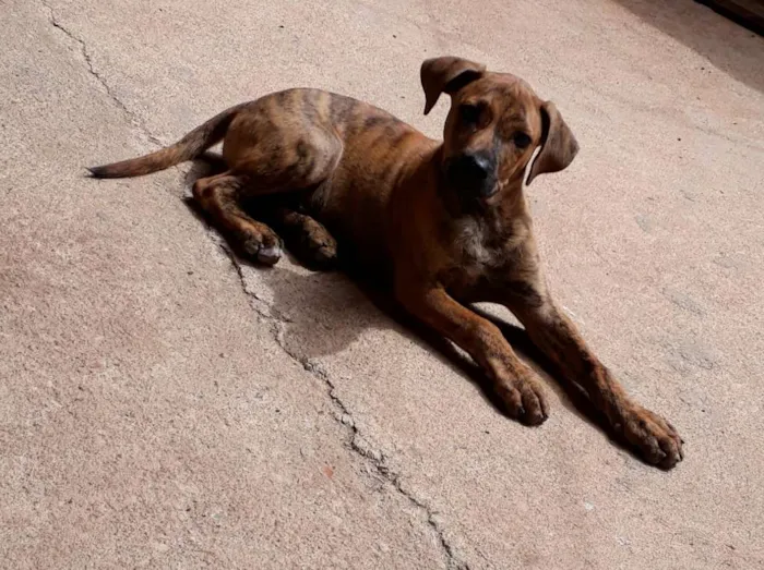 Cachorro ra a  idade 2 a 6 meses nome duck