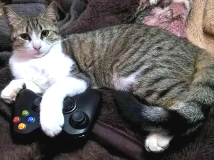 Gato ra a SRD idade 1 ano nome Mia