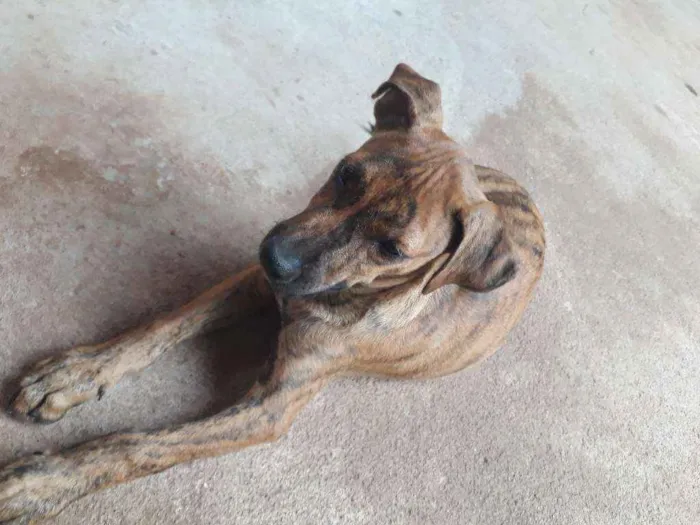 Cachorro ra a  idade 2 a 6 meses nome duck
