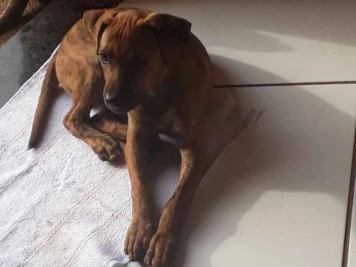 Cachorro ra a  idade 2 a 6 meses nome duck