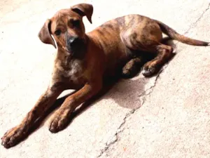 Cachorro raça  idade 2 a 6 meses nome duck