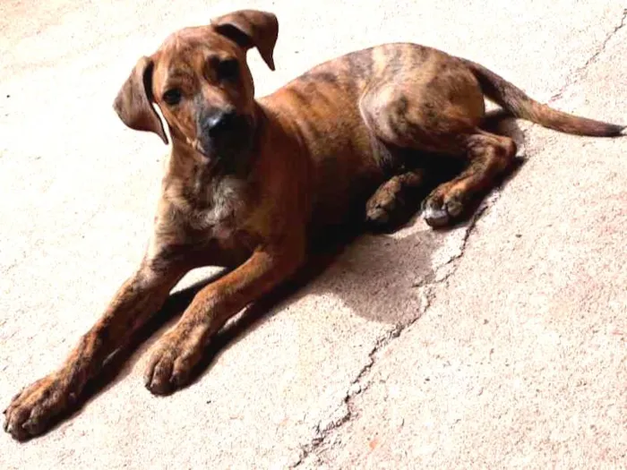 Cachorro ra a  idade 2 a 6 meses nome duck