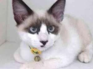 Gato raça SRD idade 2 a 6 meses nome JORGE