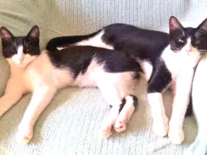 Gato raça SRD idade 7 a 11 meses nome Lú e Leia