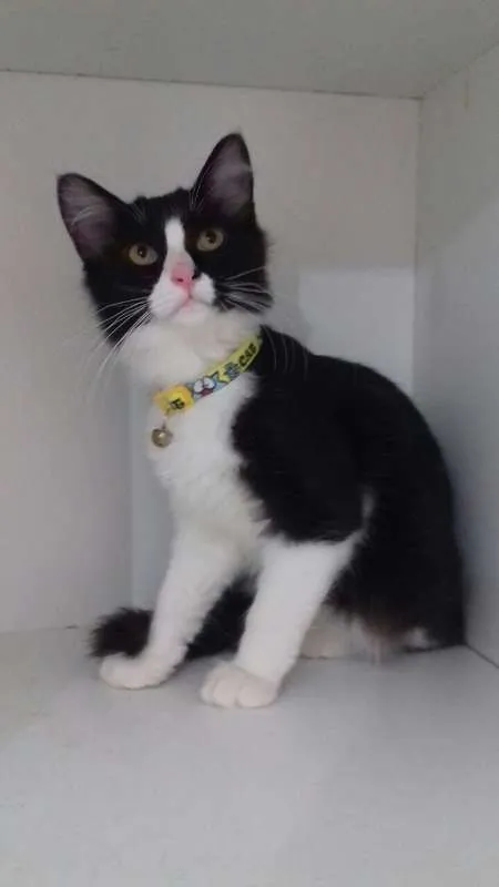 Gato ra a SRD idade 2 a 6 meses nome SAMUCA