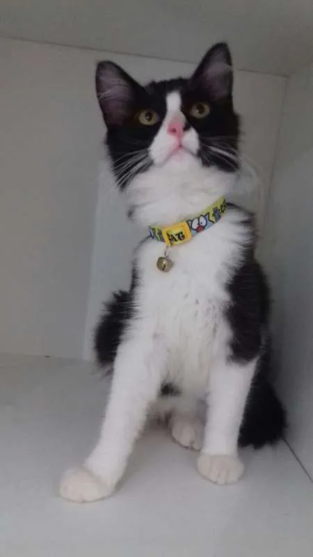 Gato ra a SRD idade 2 a 6 meses nome SAMUCA