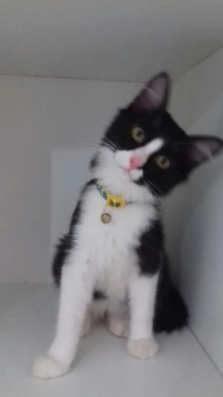 Gato ra a SRD idade 2 a 6 meses nome SAMUCA