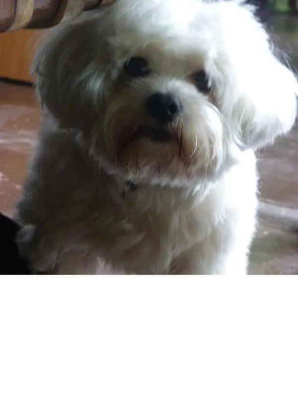 Cachorro ra a Maltês idade  nome Chantilly
