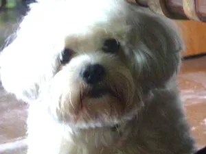 Cachorro raça Maltês idade  nome Chantilly