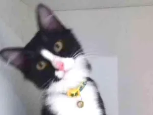 Gato raça SRD idade 2 a 6 meses nome SAMUCA