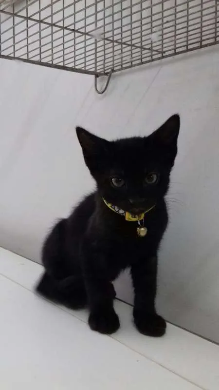 Gato ra a SRD idade 2 a 6 meses nome JOEL