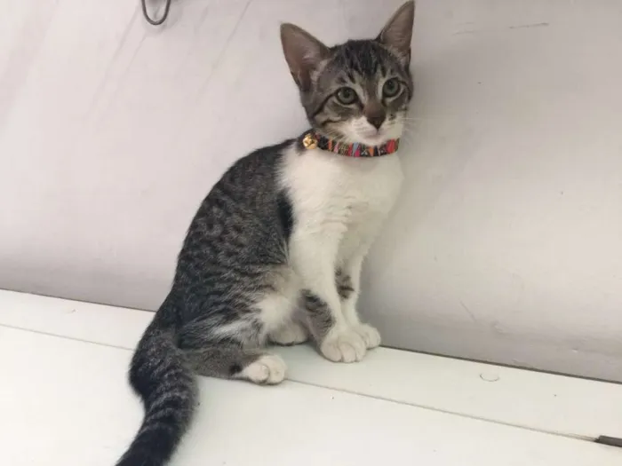 Gato ra a SRD idade 2 a 6 meses nome BENTO 