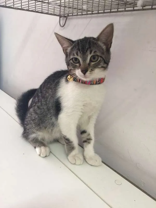 Gato ra a SRD idade 2 a 6 meses nome BENTO 
