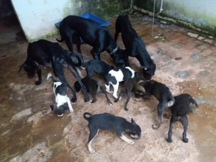 Cachorro raça Vira Lata idade 2 a 6 meses nome Vários