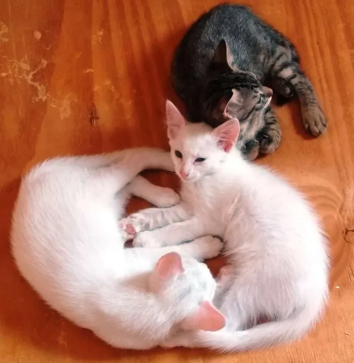 Gato ra a Sem raça definida idade 7 a 11 meses nome Sem nome