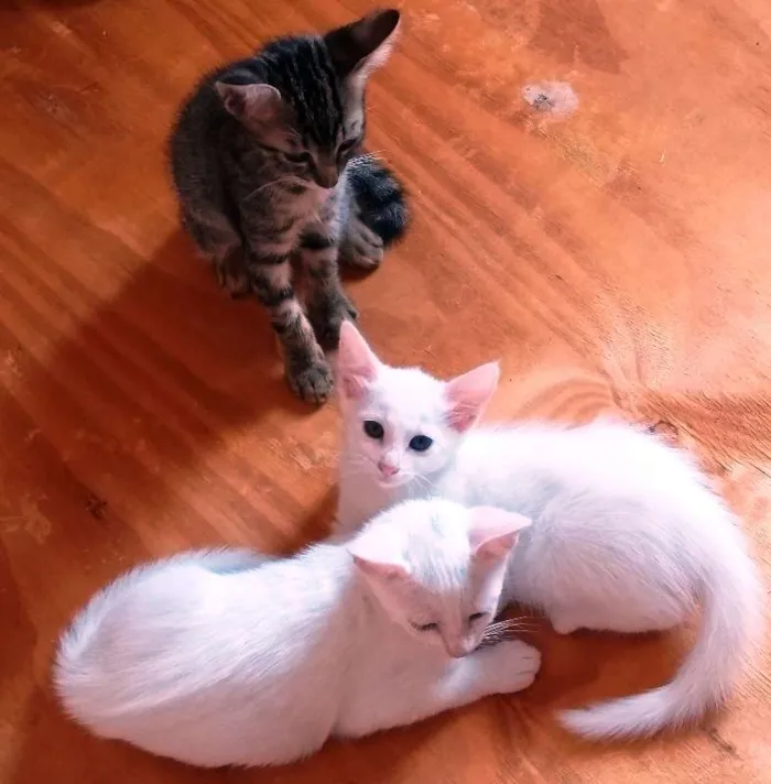 Gato ra a Sem raça definida idade 7 a 11 meses nome Sem nome