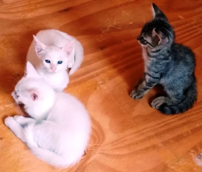 Gato ra a Sem raça definida idade 7 a 11 meses nome Sem nome