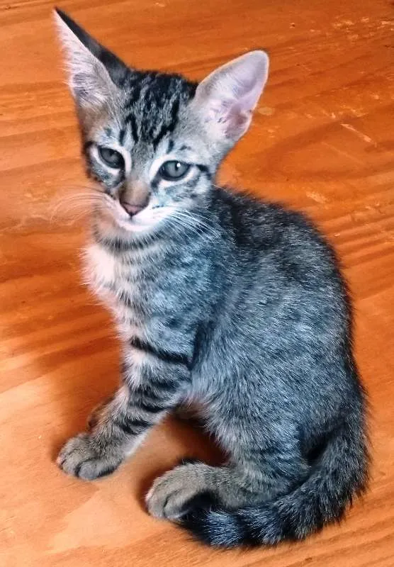 Gato ra a Sem raça definida idade 7 a 11 meses nome Sem nome