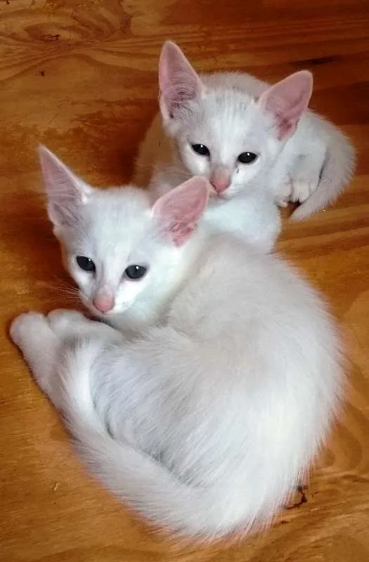 Gato ra a Sem raça definida idade 7 a 11 meses nome Sem nome