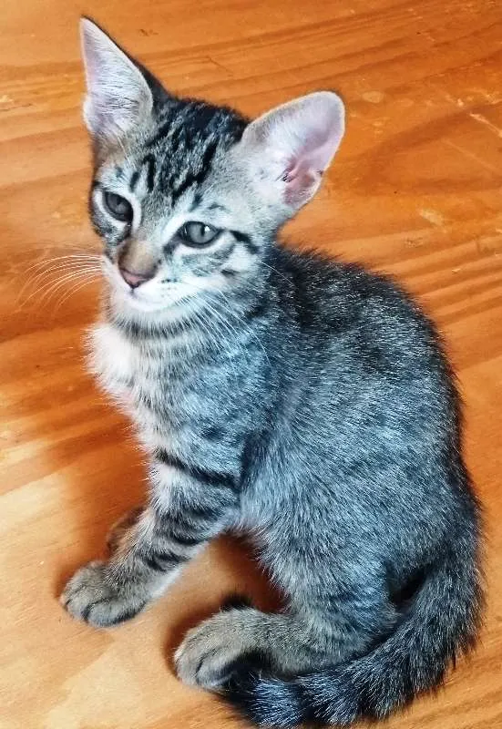 Gato ra a Sem raça definida idade 7 a 11 meses nome Sem nome