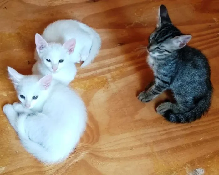 Gato ra a Sem raça definida idade 7 a 11 meses nome Sem nome